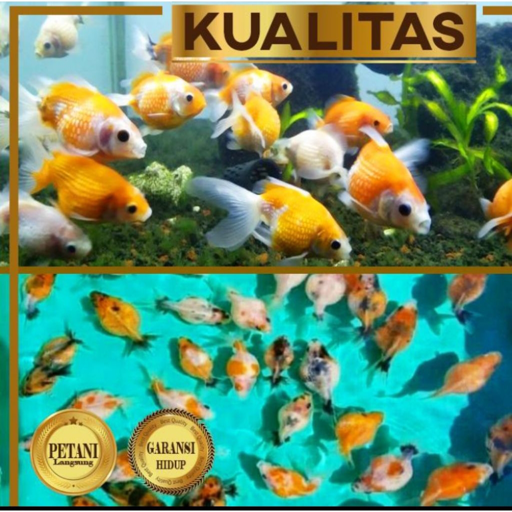 Ikan Mas Koki Mutiara Tikus Hiasan Aquarium