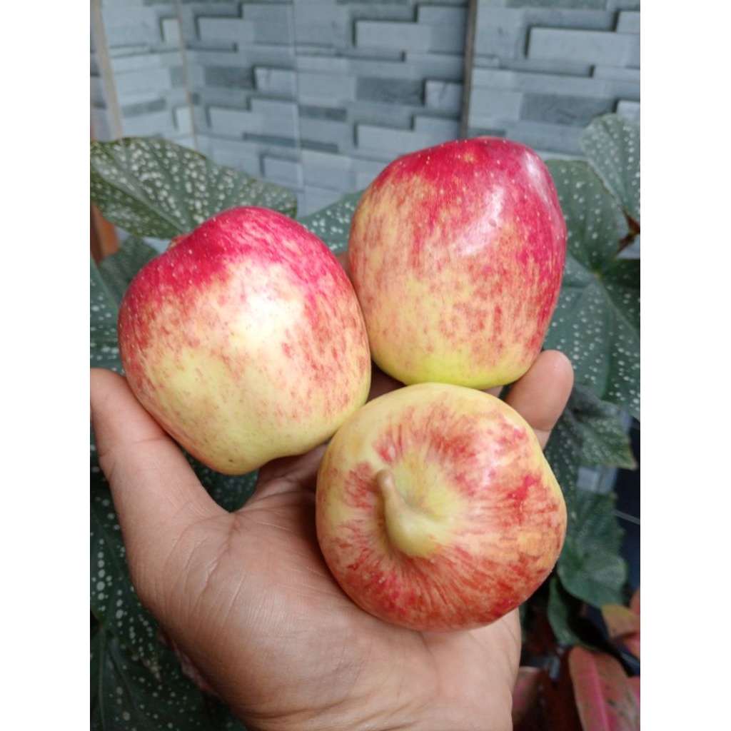 APEL ANA BESAR 1kg