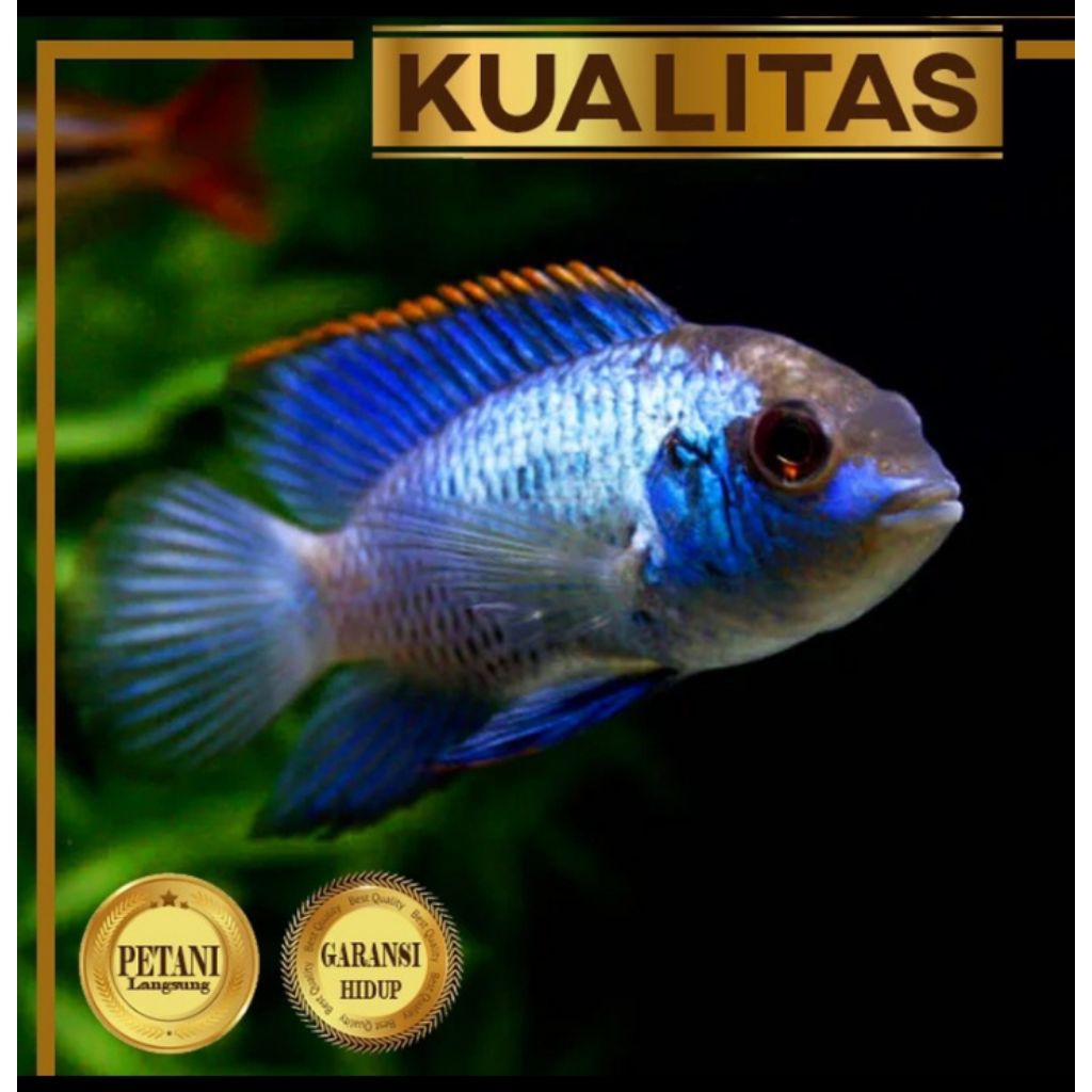 Cichlid Blue Acara JumboIkan Hias