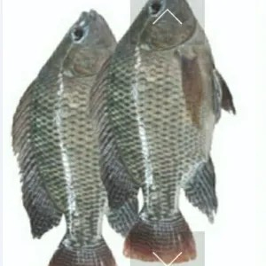 ikan mujair segar/masih hidup 1kg