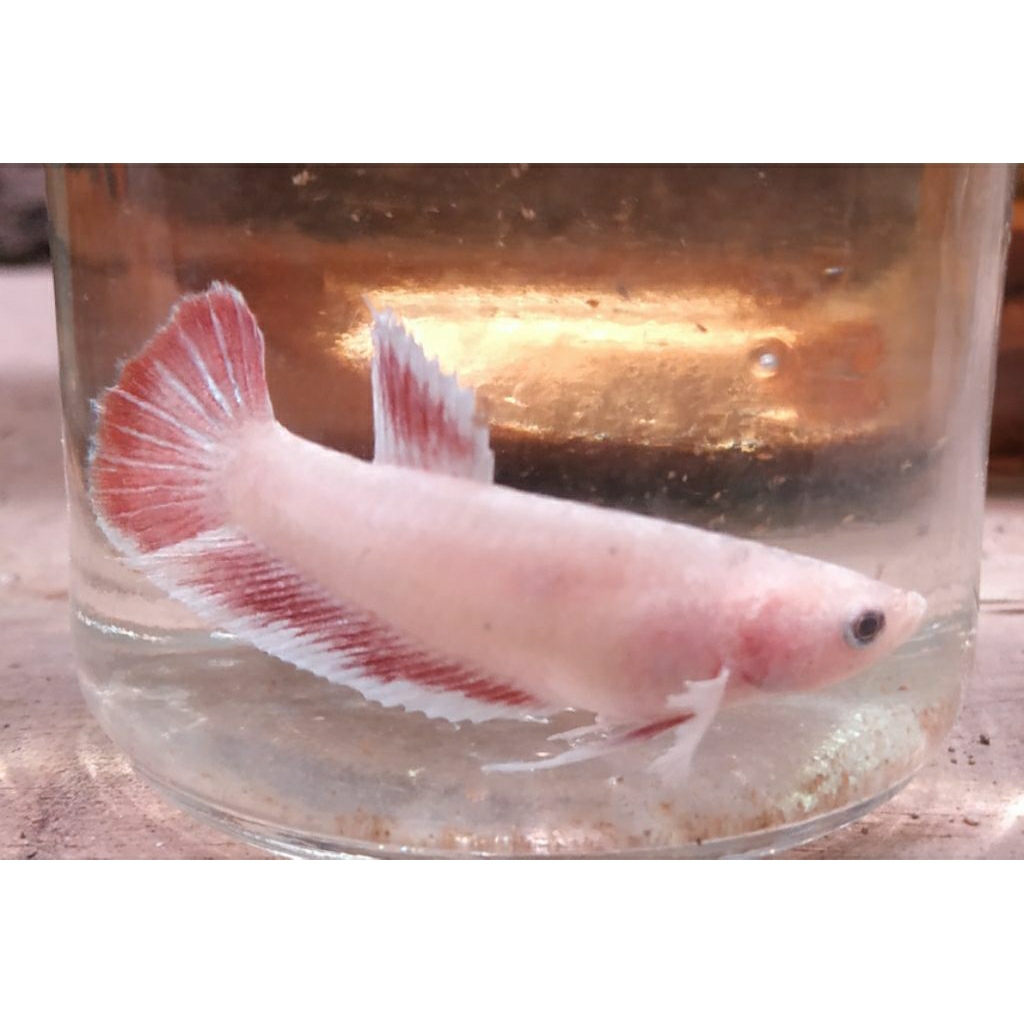 female cupang