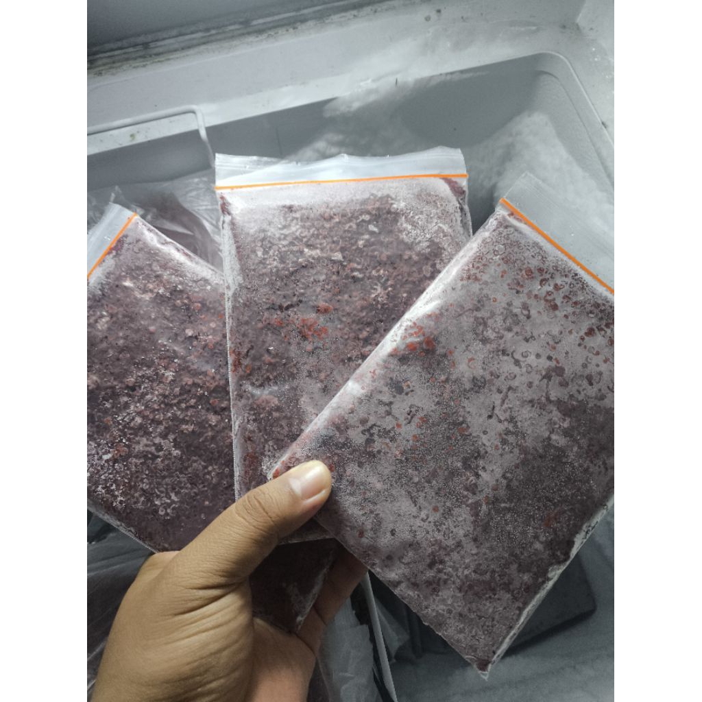 cacing beku/(cacing darah beku) cocok untuk simpanan pakan ikanmu