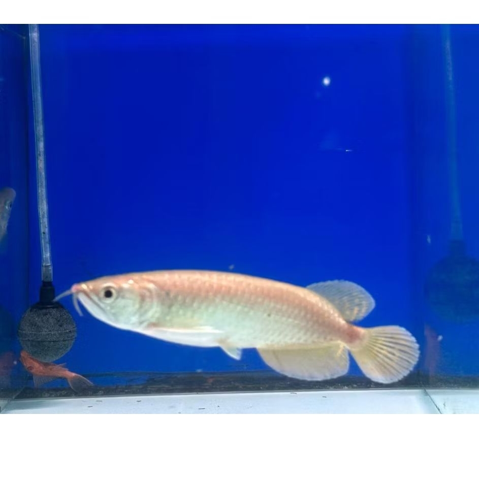 HIASAN AKUARIUM BERGARANSI ARWANA JARDINI 16-18CM MURAH PREMIUM BERKUALITAS
