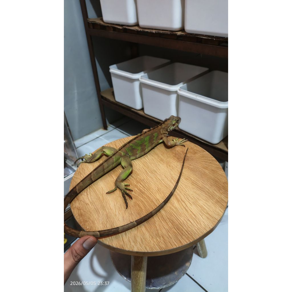 SUPER RED IGUANA / RED IGUANA / IGUANA RED
