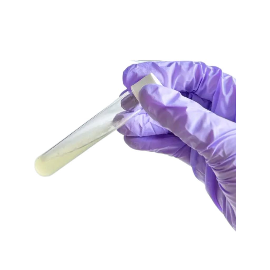 Isolat Kapang Aspergillus brasiliensis/Aspergillus niger