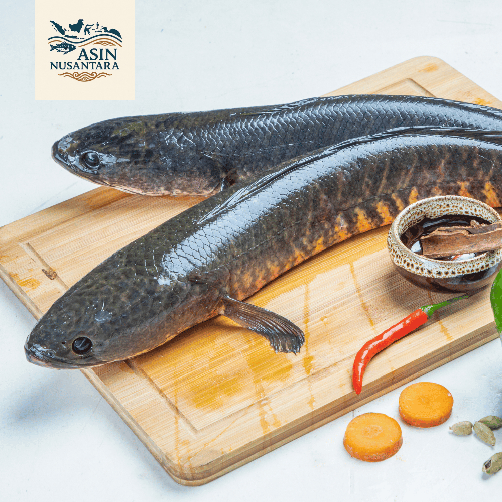 IKAN GABUS | SNAKEHEAD FISH | FRESH