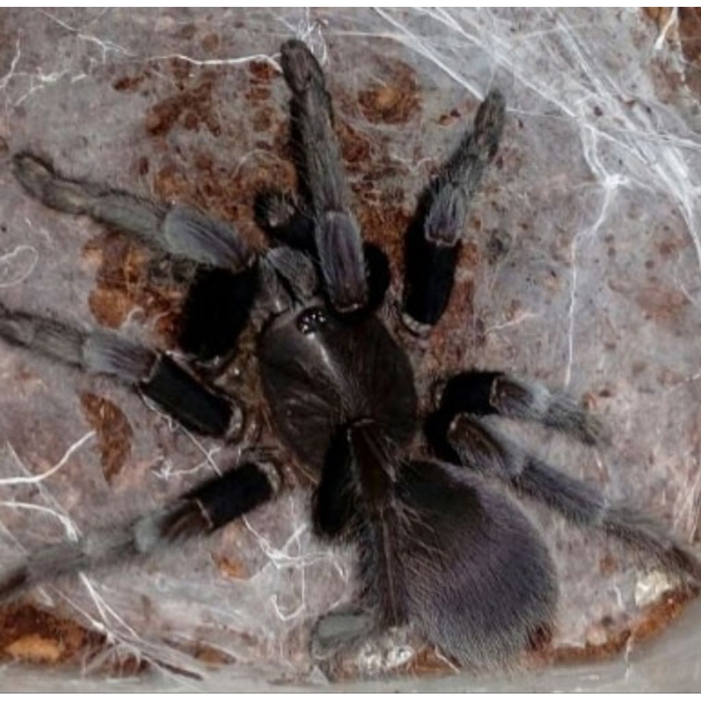 Mainan tarantula asli Selecosmia javanensis