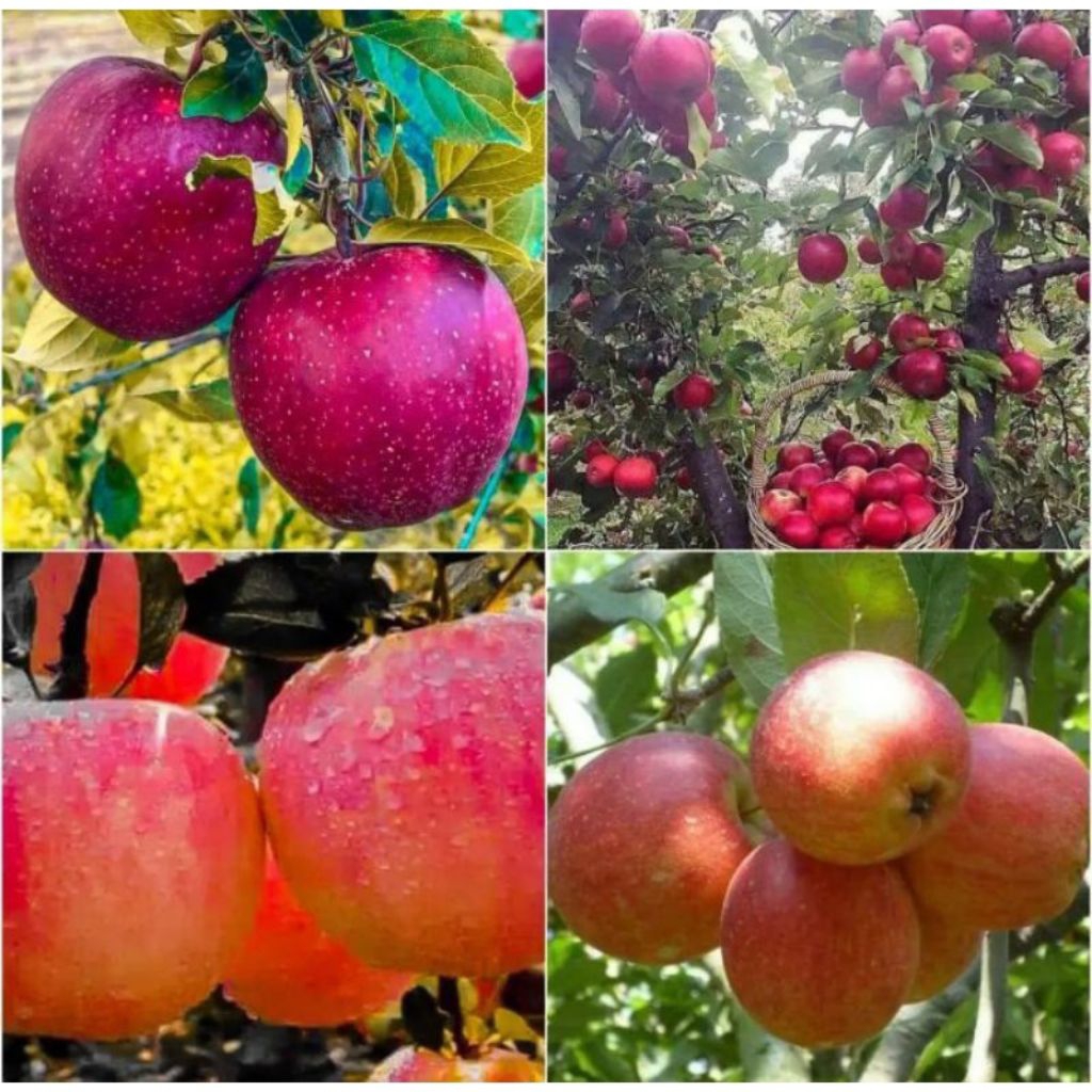 Bibit Apel Fuji Merah Batang Besar Super Spesial