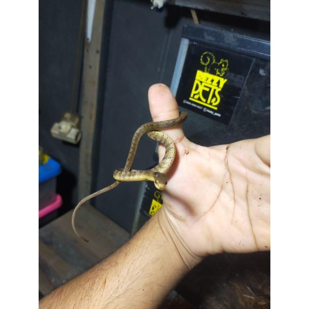 ular siput ular jinak tidak berbisa