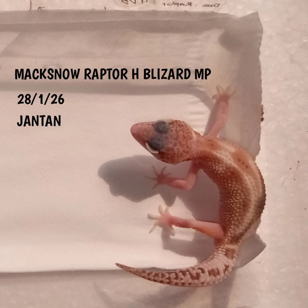 GECKO LEOPARD MACKSNOW RAPTOR JUVE