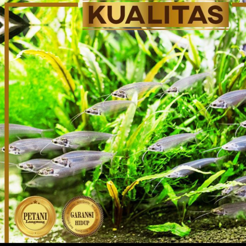 Lele Hantu Glass Catfish Ikan Hias Aquascape