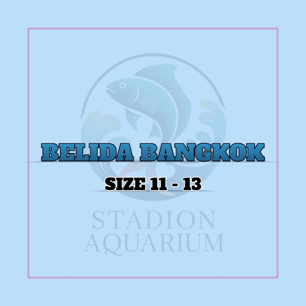IKAN BELIDA BANGKOK