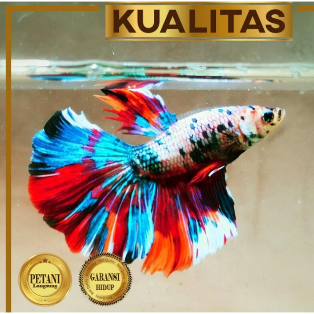 Cupang Halfmoon Multicolor Ikan Hias