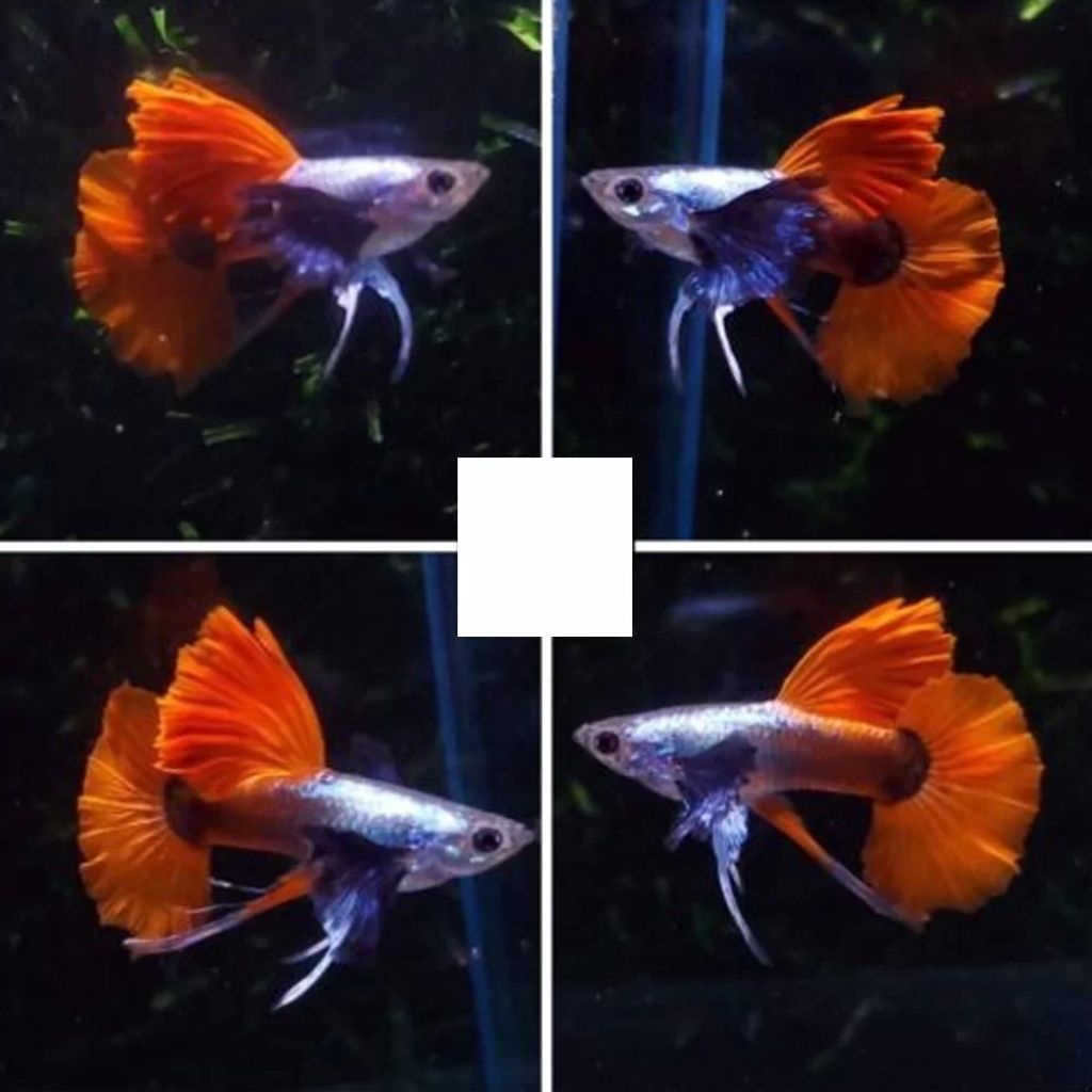 GUPPY PRTDE RIBBON