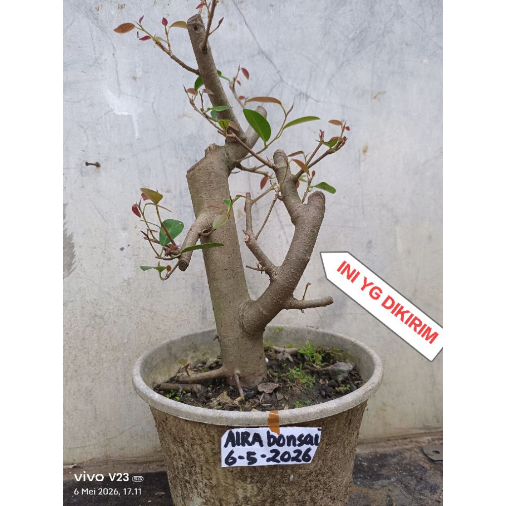 bahan bonsai iprik silver pucuk merah the max
