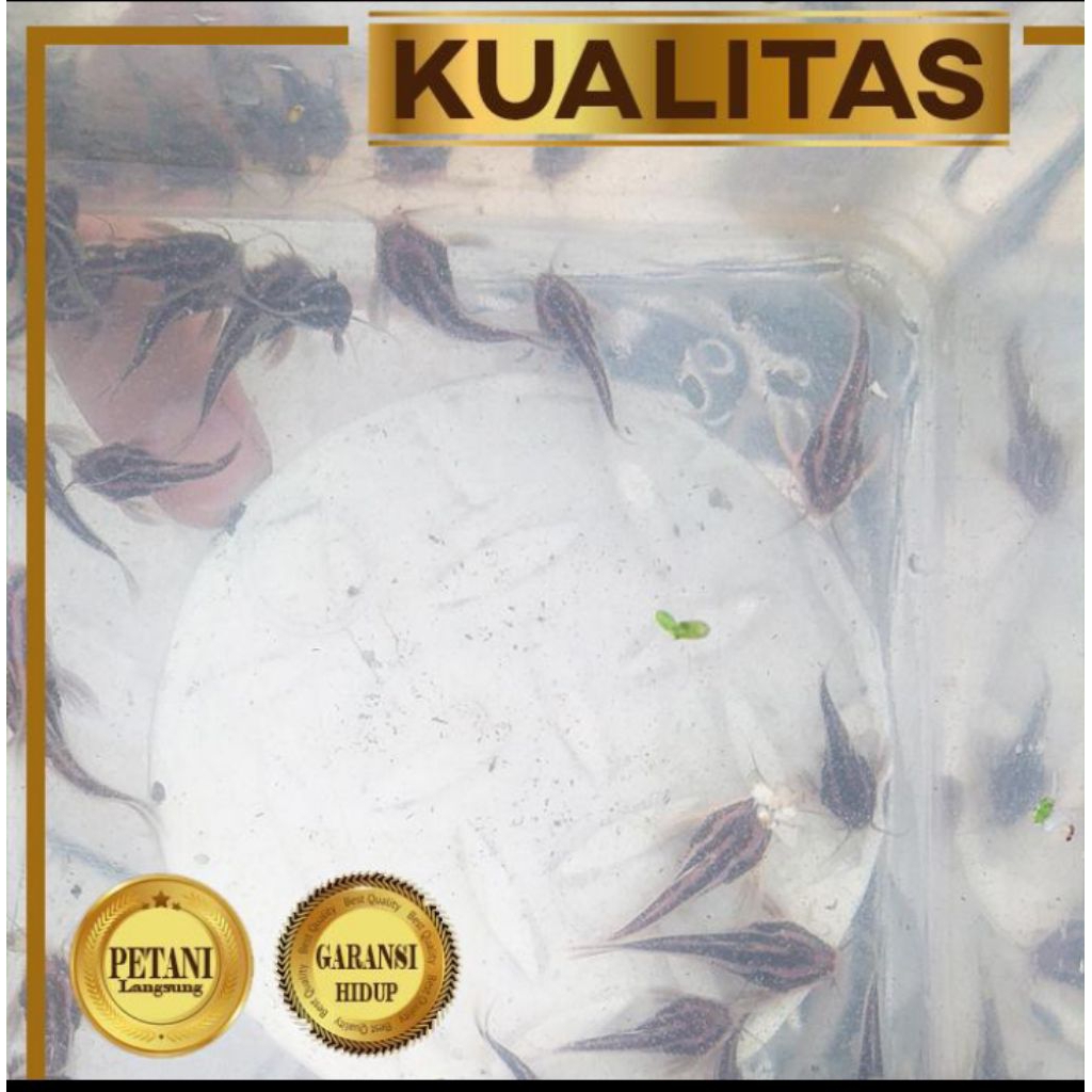 Ikan Hias Platydoras Catfish