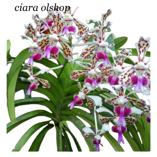 Anggrek Vanda Tricolor