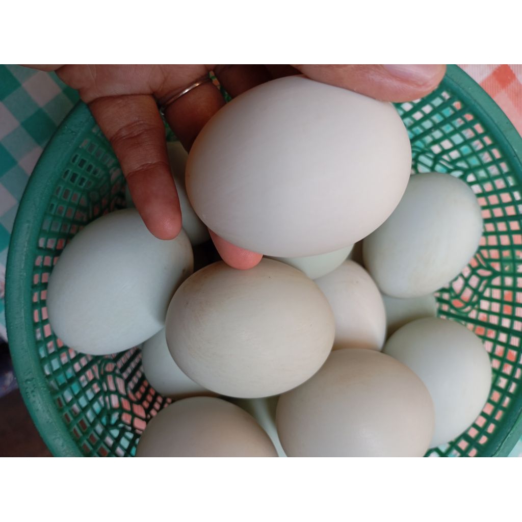 TELUR BEBEK MENTAH