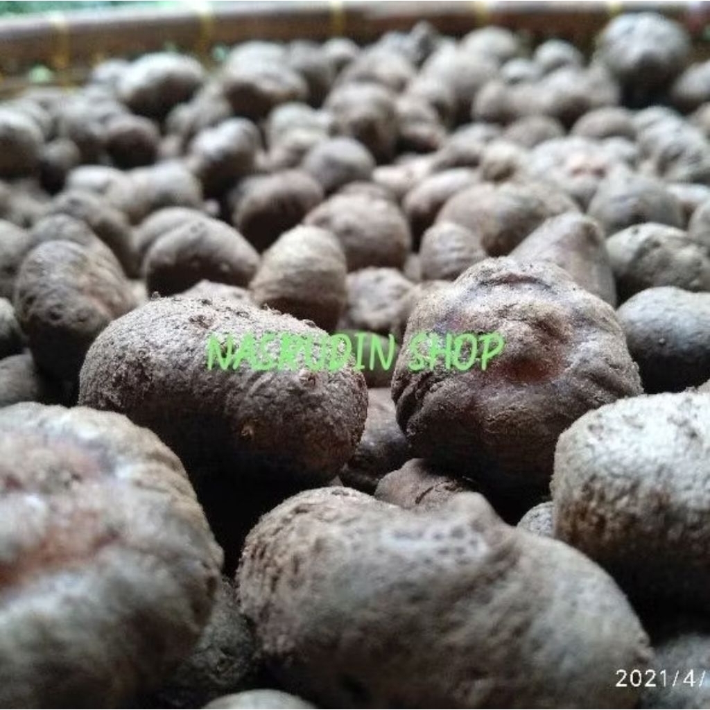 Bibit Porang Dari Katak Asli Dorman (Perbiji) Murah Siap Tanam / Bulbil Porang / Biji Porang / Bibit