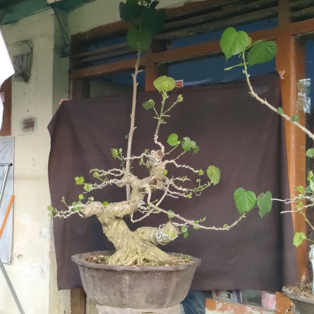 Bonsai Waru Thailand Large