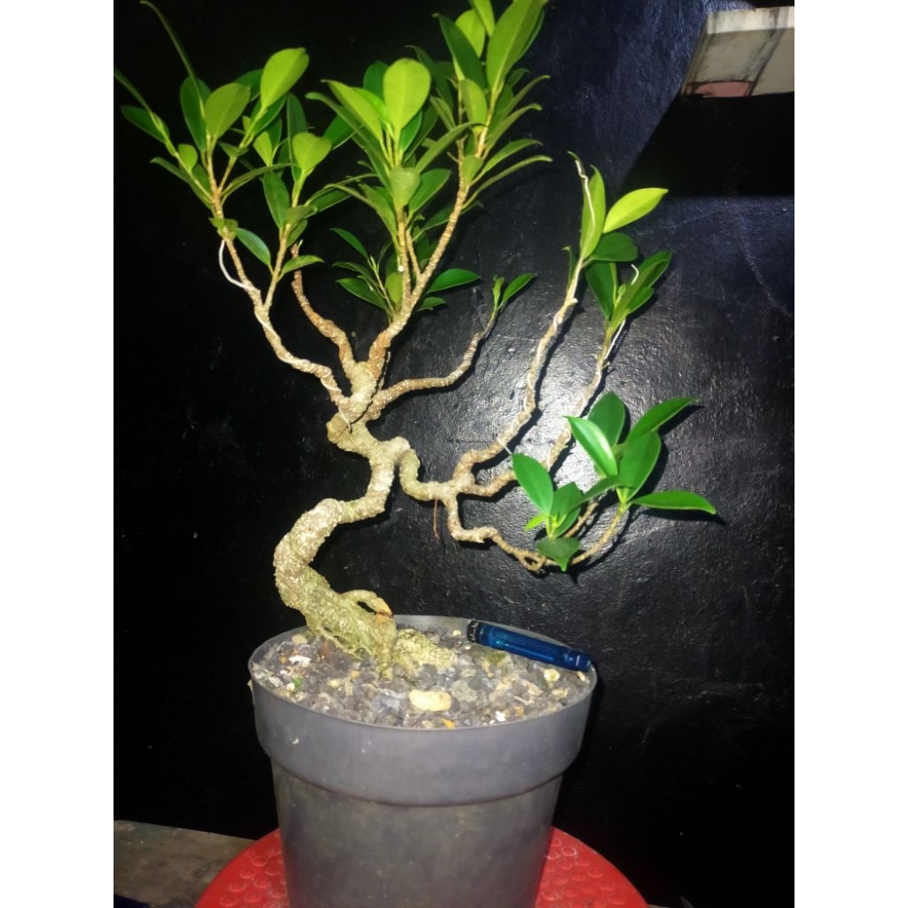 bonsai mame kimeng