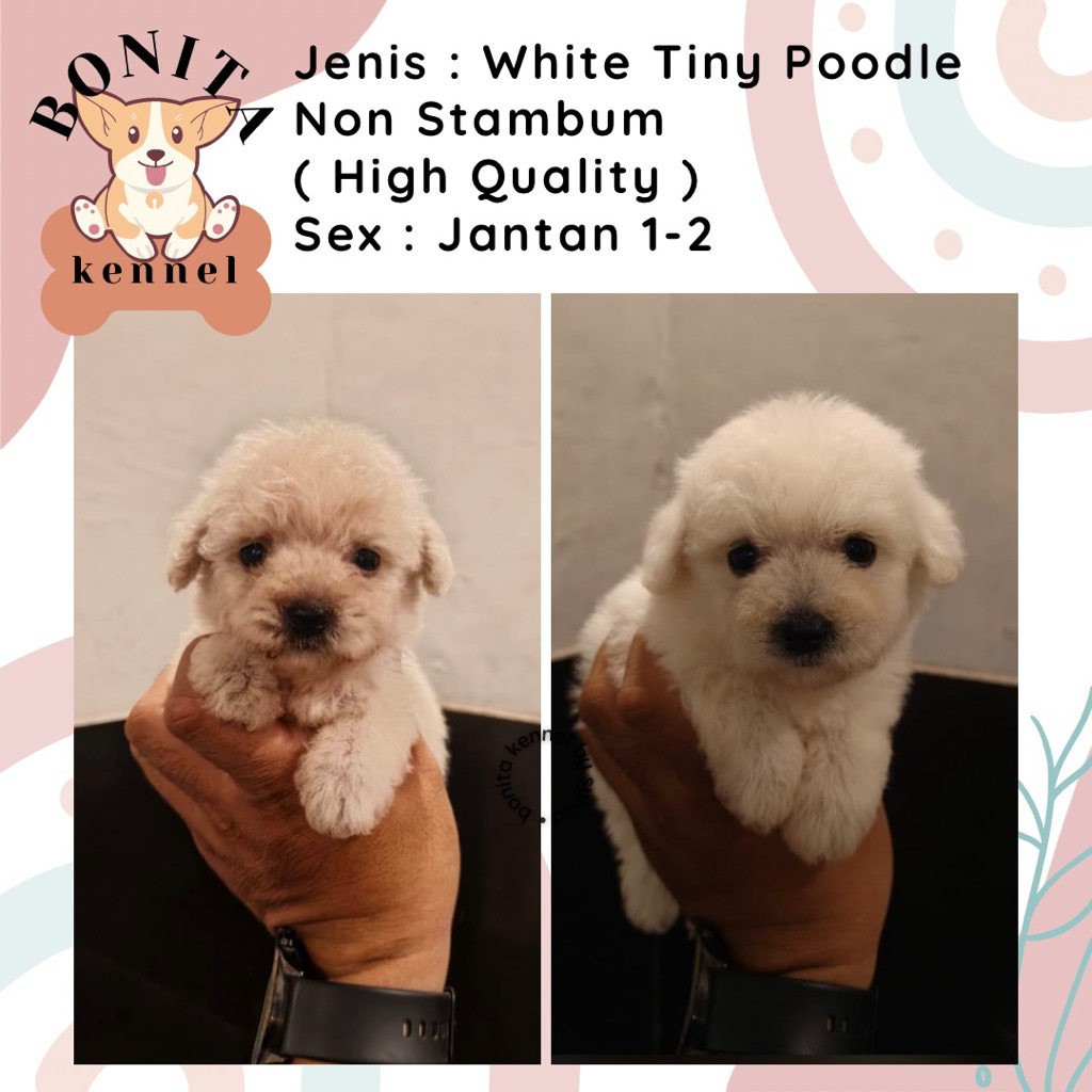 Apricot White Tiny Tea Cup Poodle Non Stambum Anakan Anjing Poodle Putih