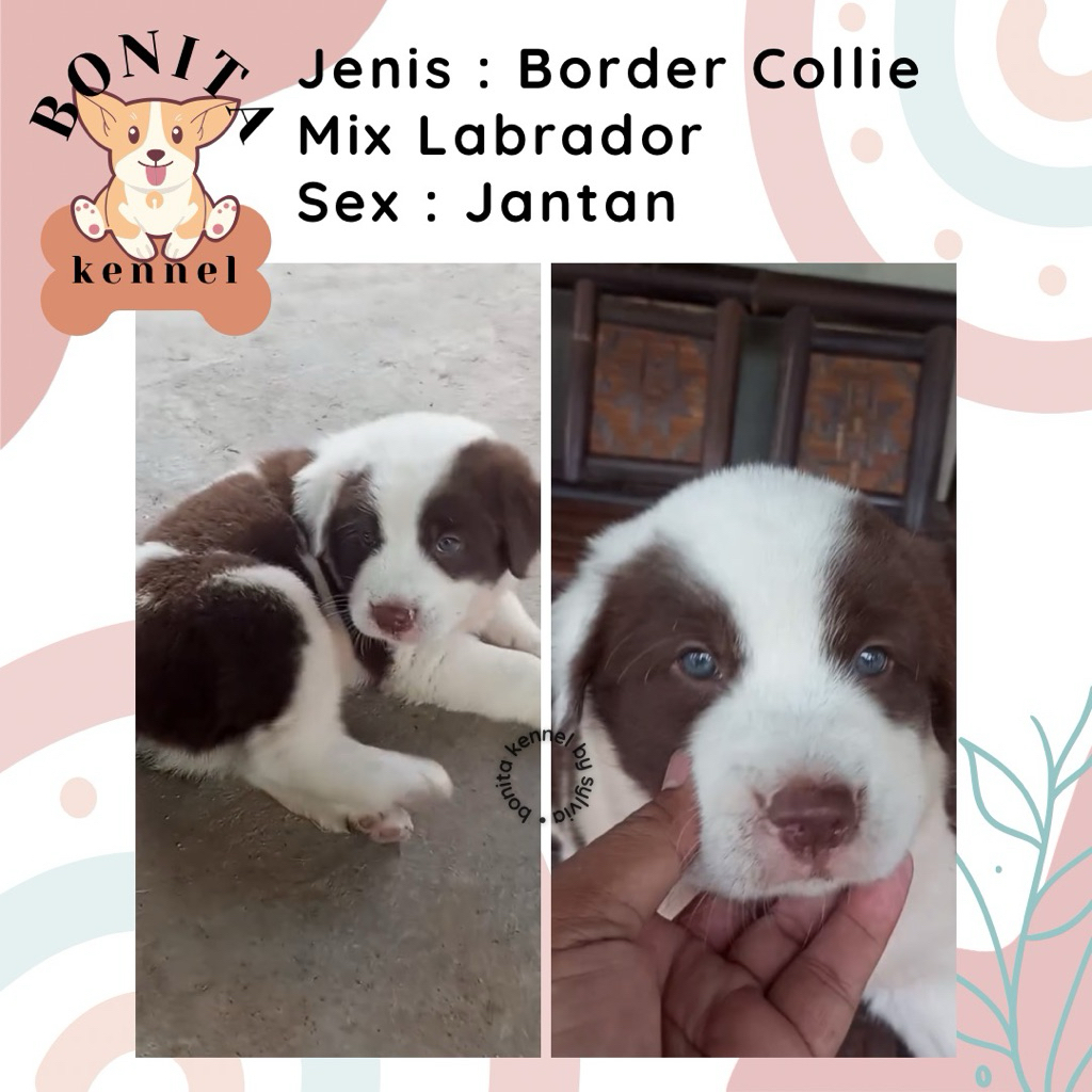 Border Collie Mix Labrador Anjing Border Collie Labrador Jantan Betina