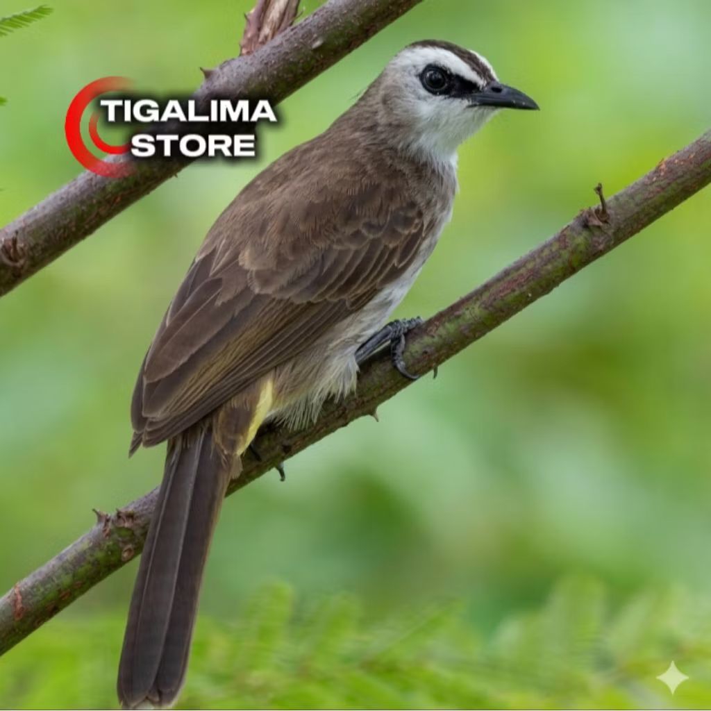 TRUCUKAN KEBO JAWA TIMUR  BODI SUPER