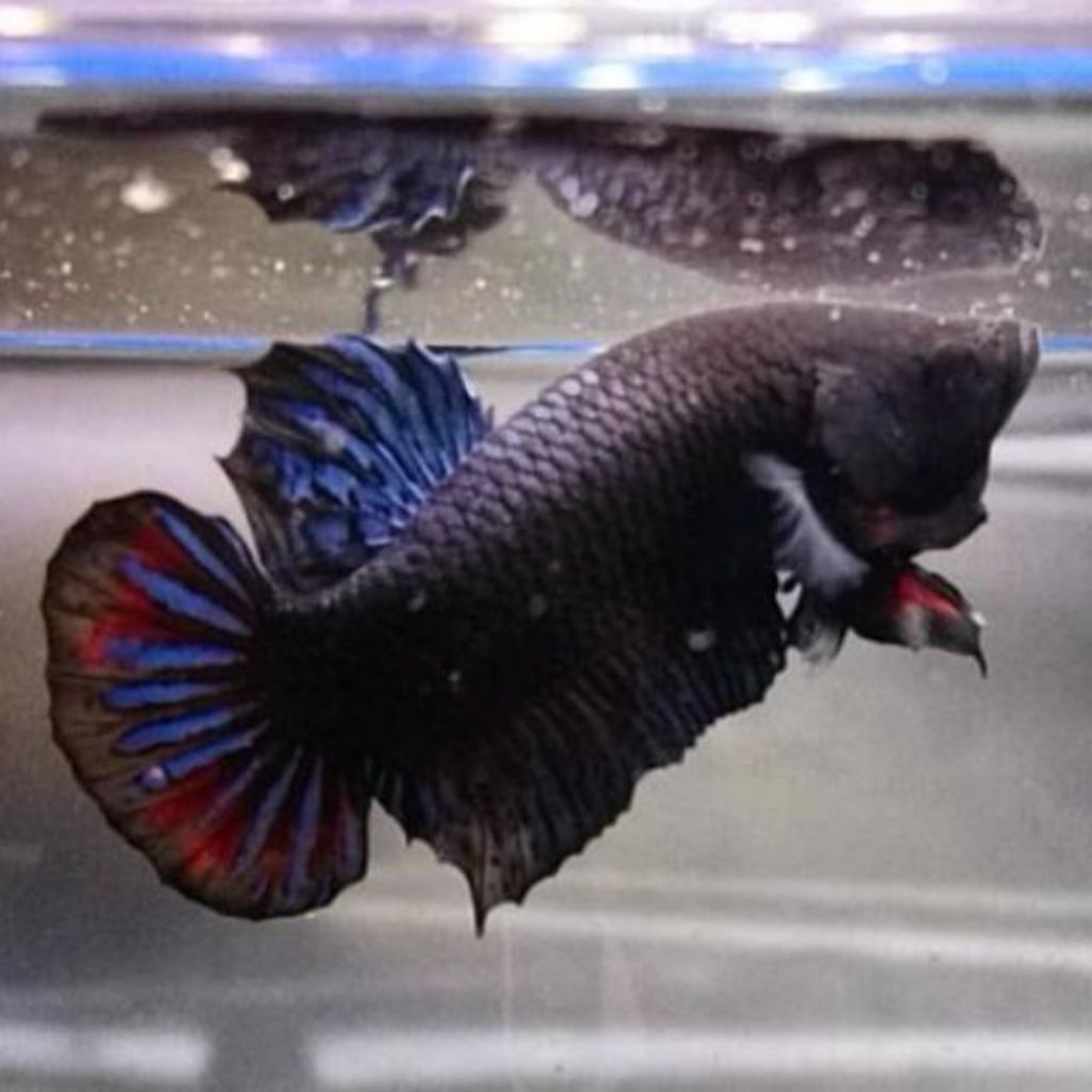 Ikan Cupang Aduan Katong MDS - Mental Baja - Siap Fighter