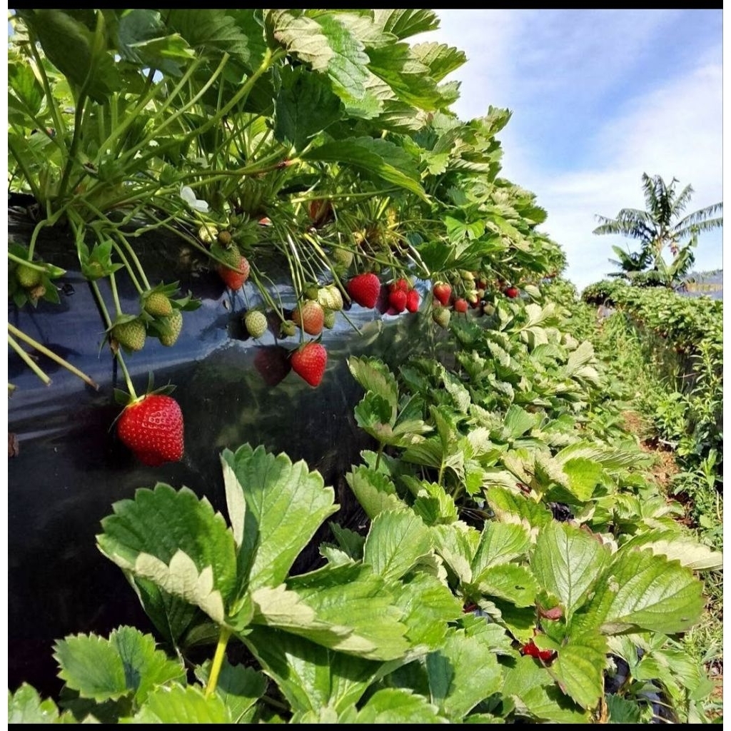10 bibit induk / besar tanaman strawberry mencir sudah berbunga dan berbuah