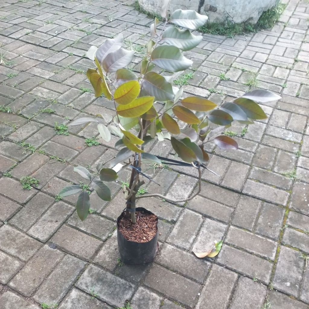 Bibit Kelengkeng Merah cangkok