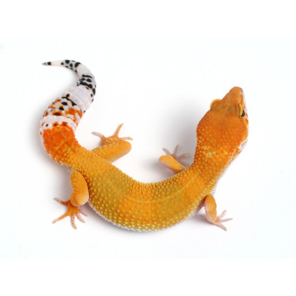 Gecko leopard/ Tokek hias import/ reptile hewan hias exotic