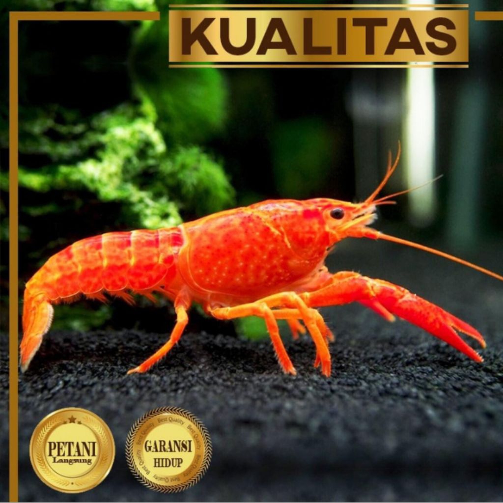 10 Ekor Lobster Merah / Crayfish Hiasan