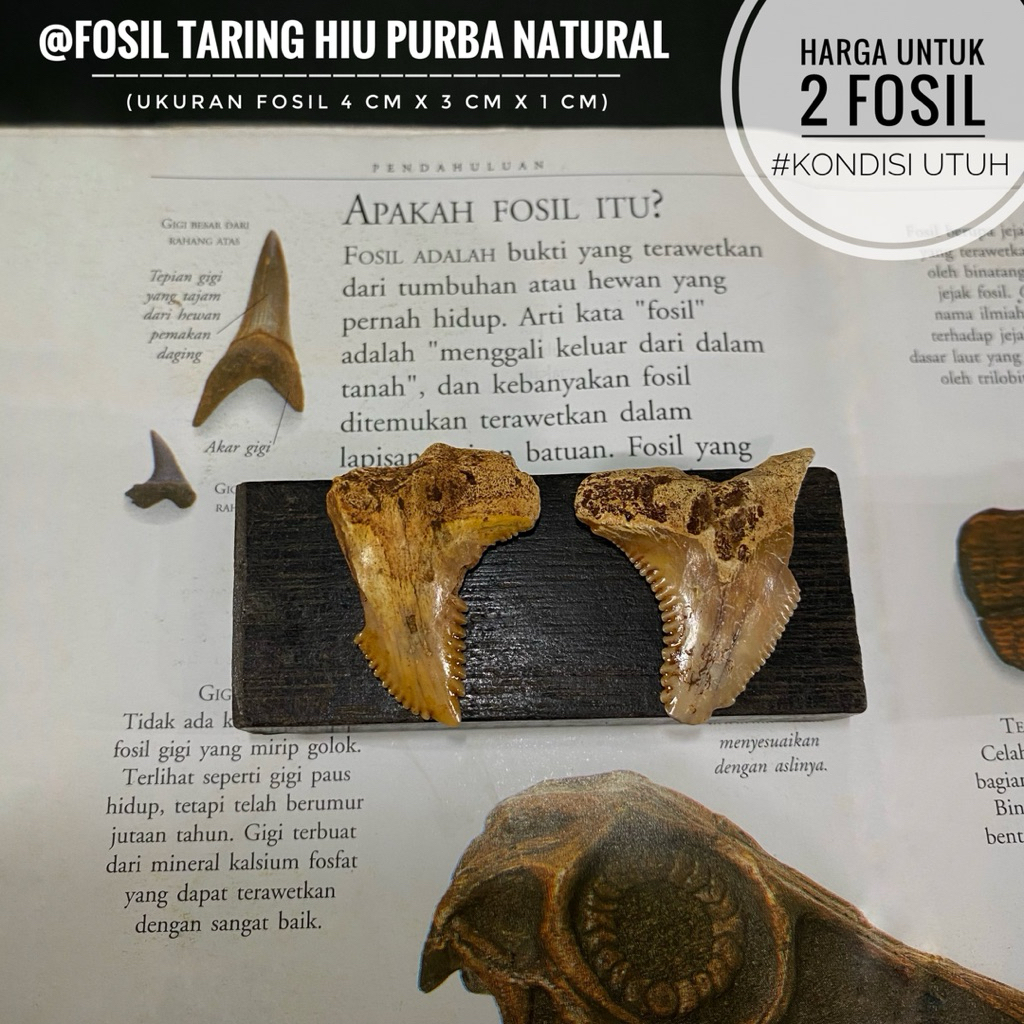 Fosil Taring Hiu Purba Natural H14 atau Fosil Gigi Hiu atau Fossil Tiger Shark atau Fosil Ikan Purba