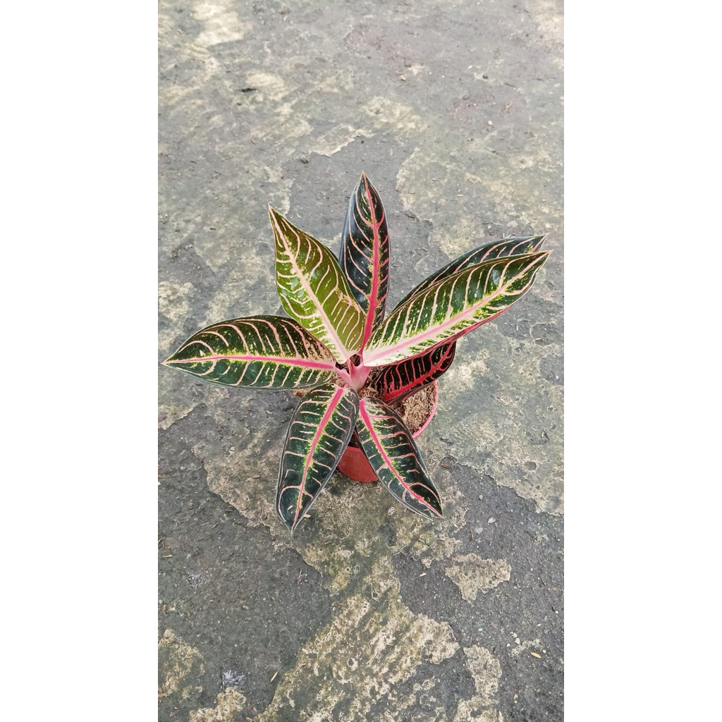 aglonema pride of sumatra