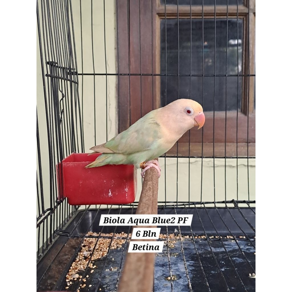 Lovebird Siapan Betina Biola Aqua Blue2 Pale Fallow (PF)