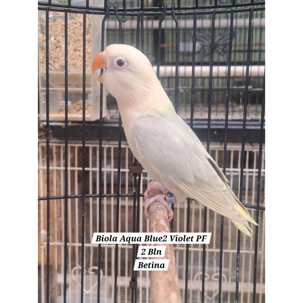Lovebird Paud Biola Aqua Blue2 Violet Pale Fallow (PF)