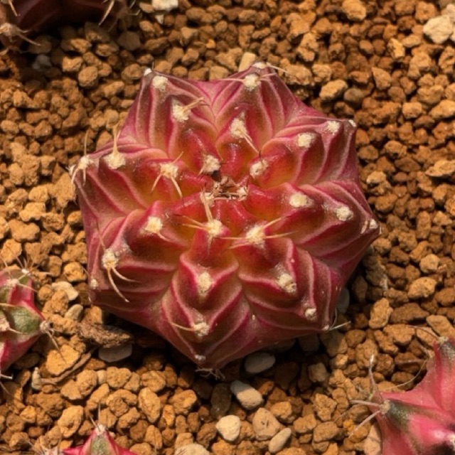 Kaktus Gymno Neon Seedling
