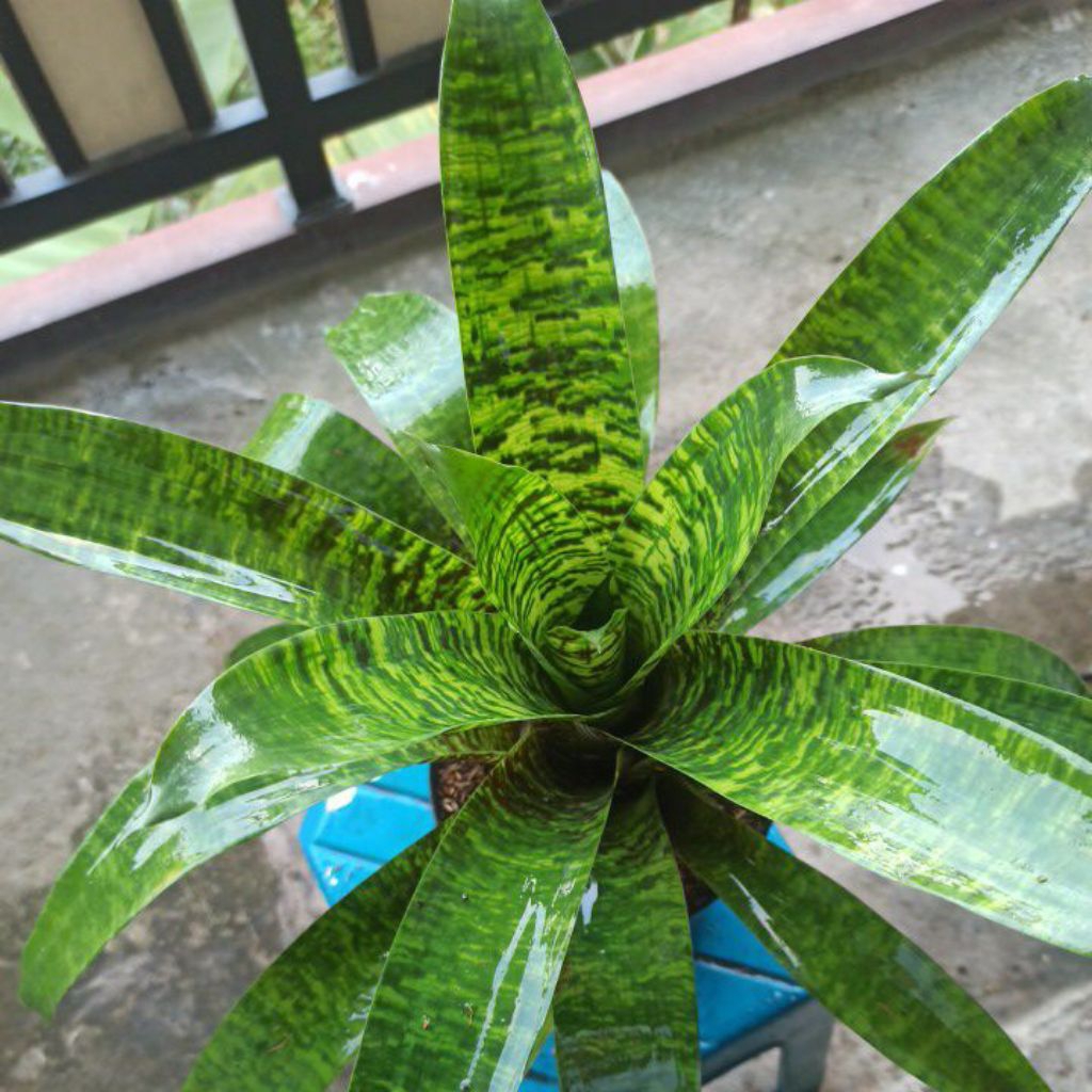 Bromelia Vriesea Army L
