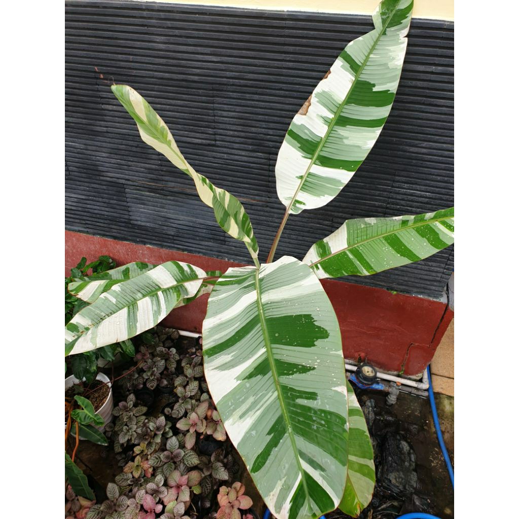 Bibit Pisang Varigata Musae ae