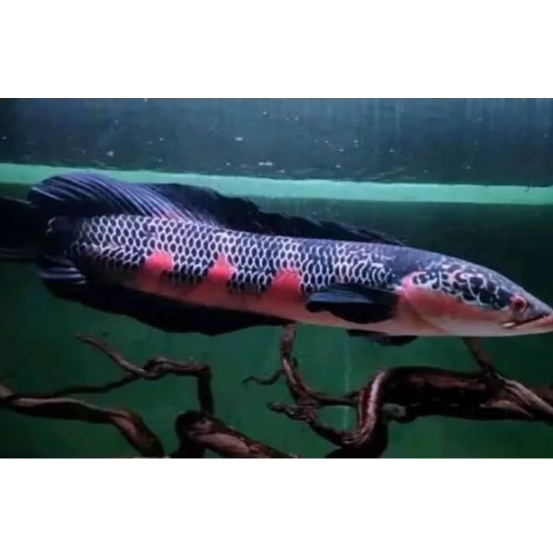 channa red Barito, dari kepulauan terpencil Kalimantan, mata merah, indukan bagus isi 5 ekor Size 3/