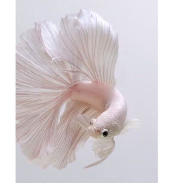 cupang halfmoon white platinum/HMWP