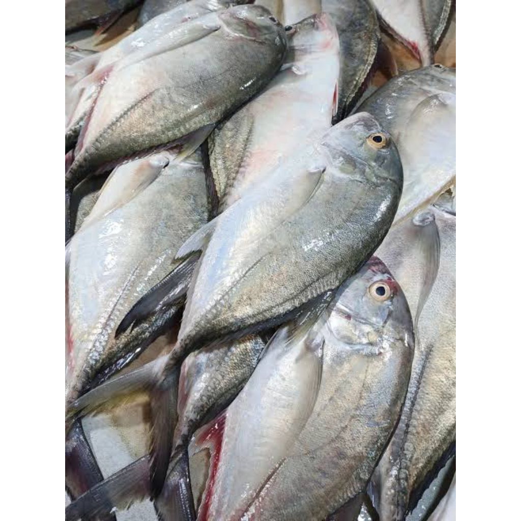Ikan Trakulu 1 kg