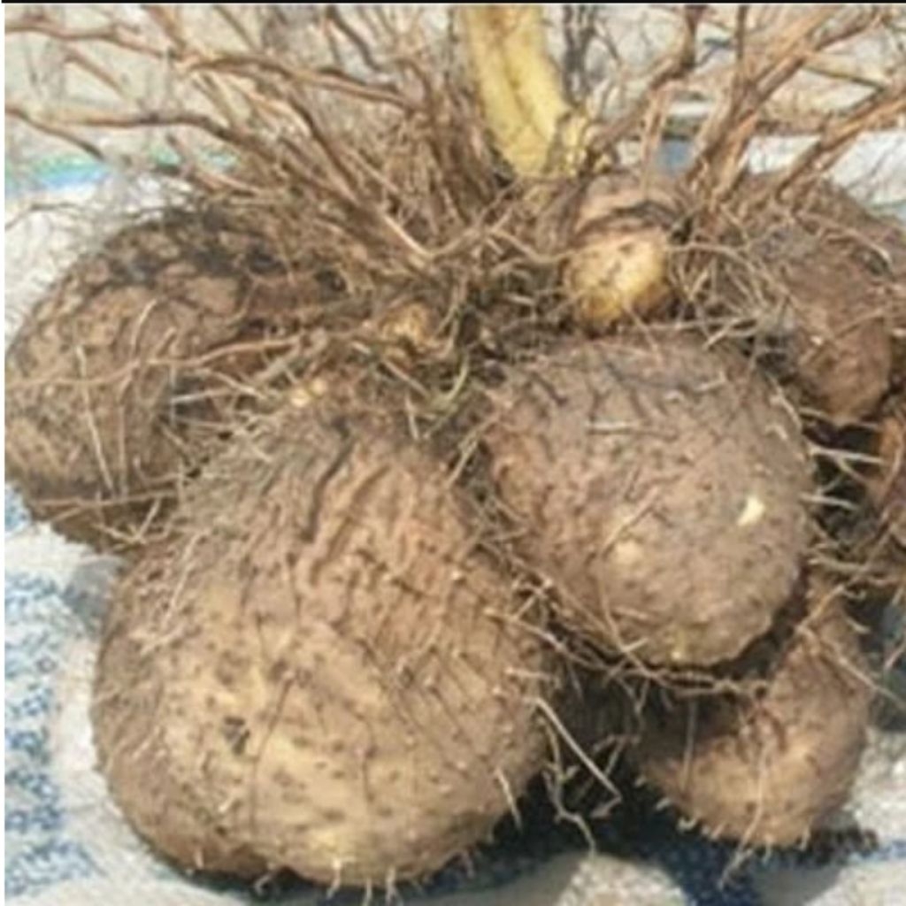 Gadung Mentah 1 Kg / Umbi Gadung / Gadung Mentah 1 Kg / Umbi Gadong / kerupuk gadung