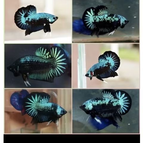 ( BISA COD ) ikan hias cupang Green light Avatar asli import ~ ikan cupang green light