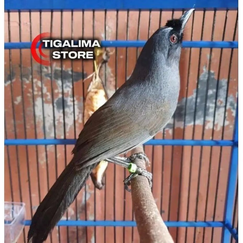 POKSAY HONGKONG PIPI HITAM JANTAN RAJIN BUNYI