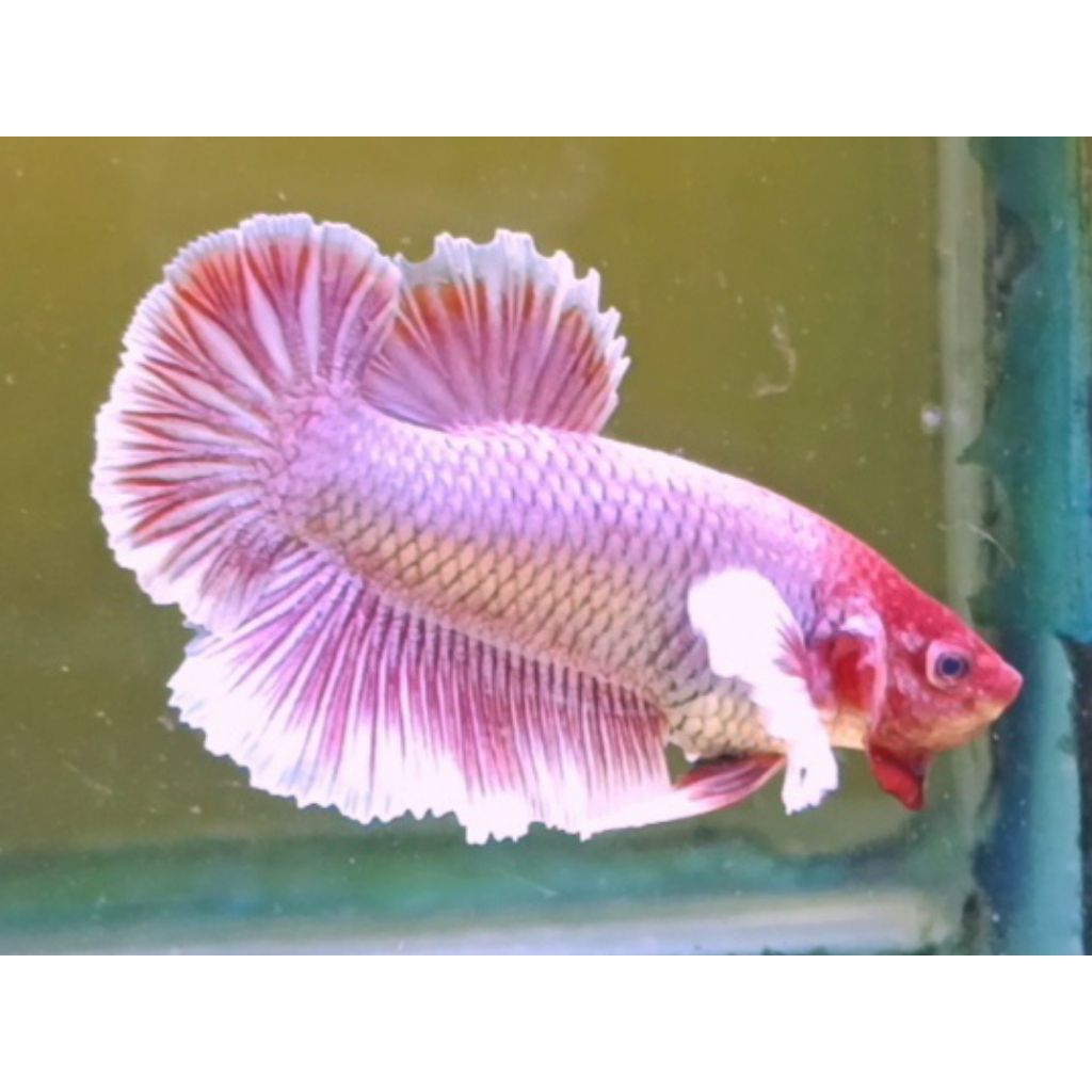 Cupang bigear pink + dumboear pink flamingo