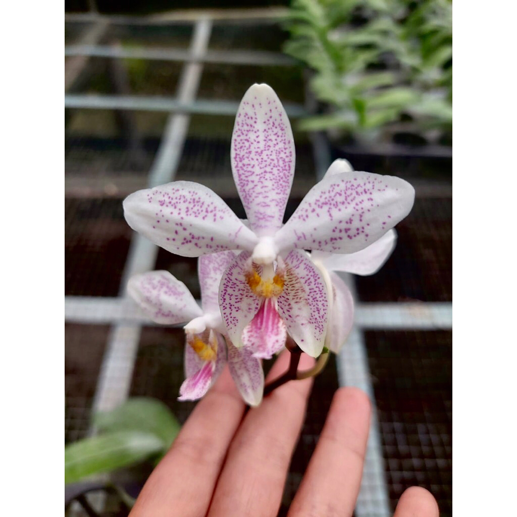 Phalaenopsis Tetrastar (Stuartiana x Speciosa)