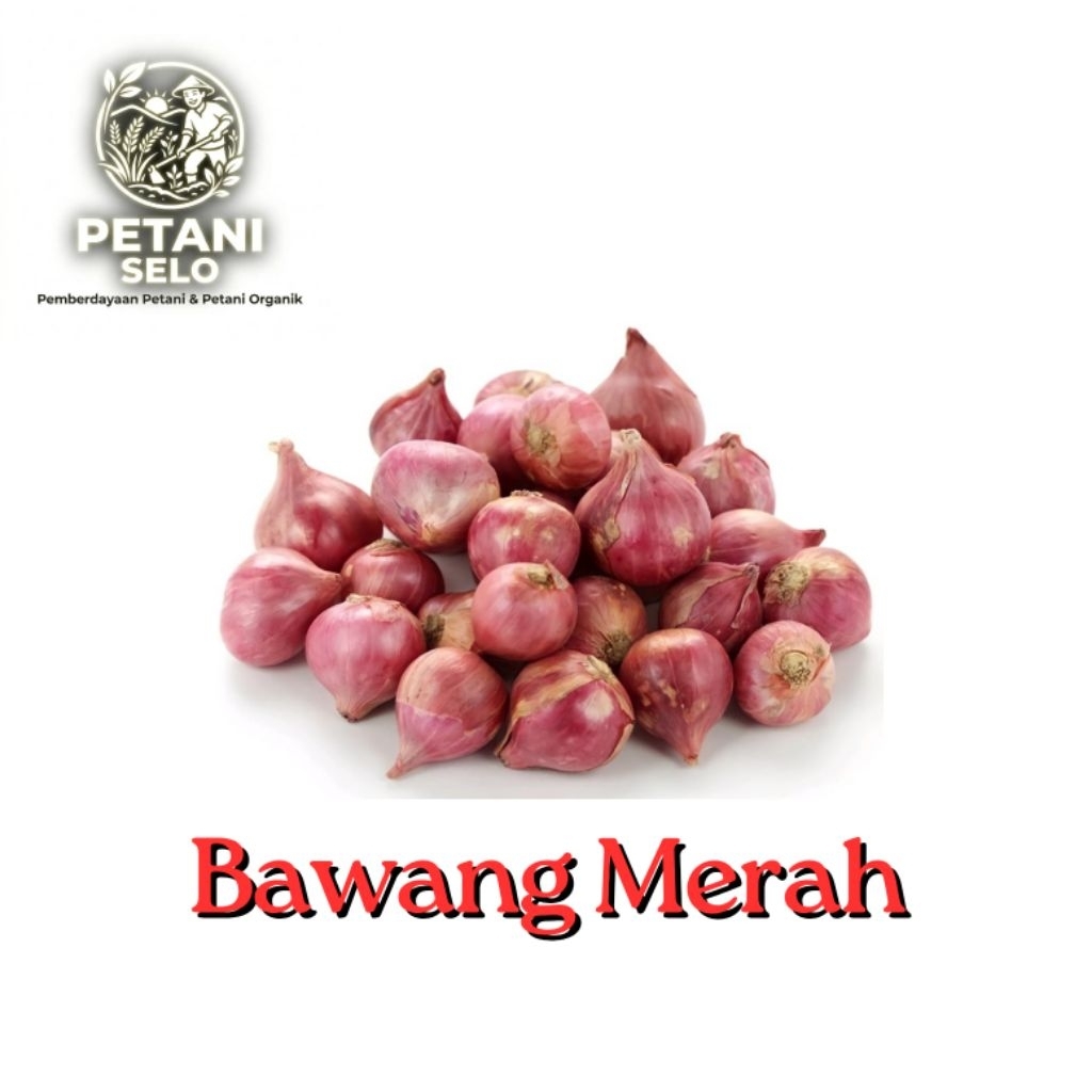 bawang merah/brambang merah