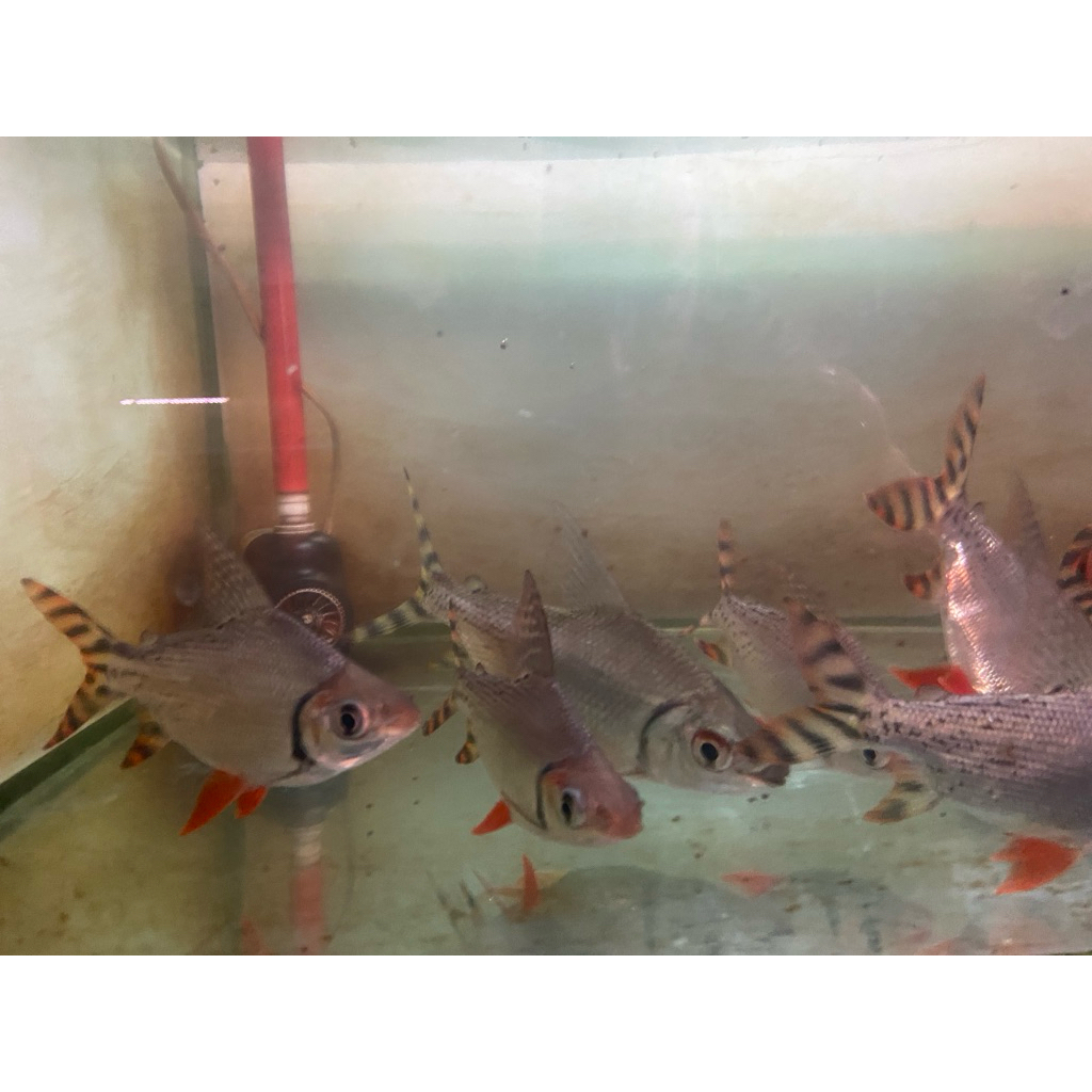 ikan rff ssb / red feifeng semi short body / size 13up